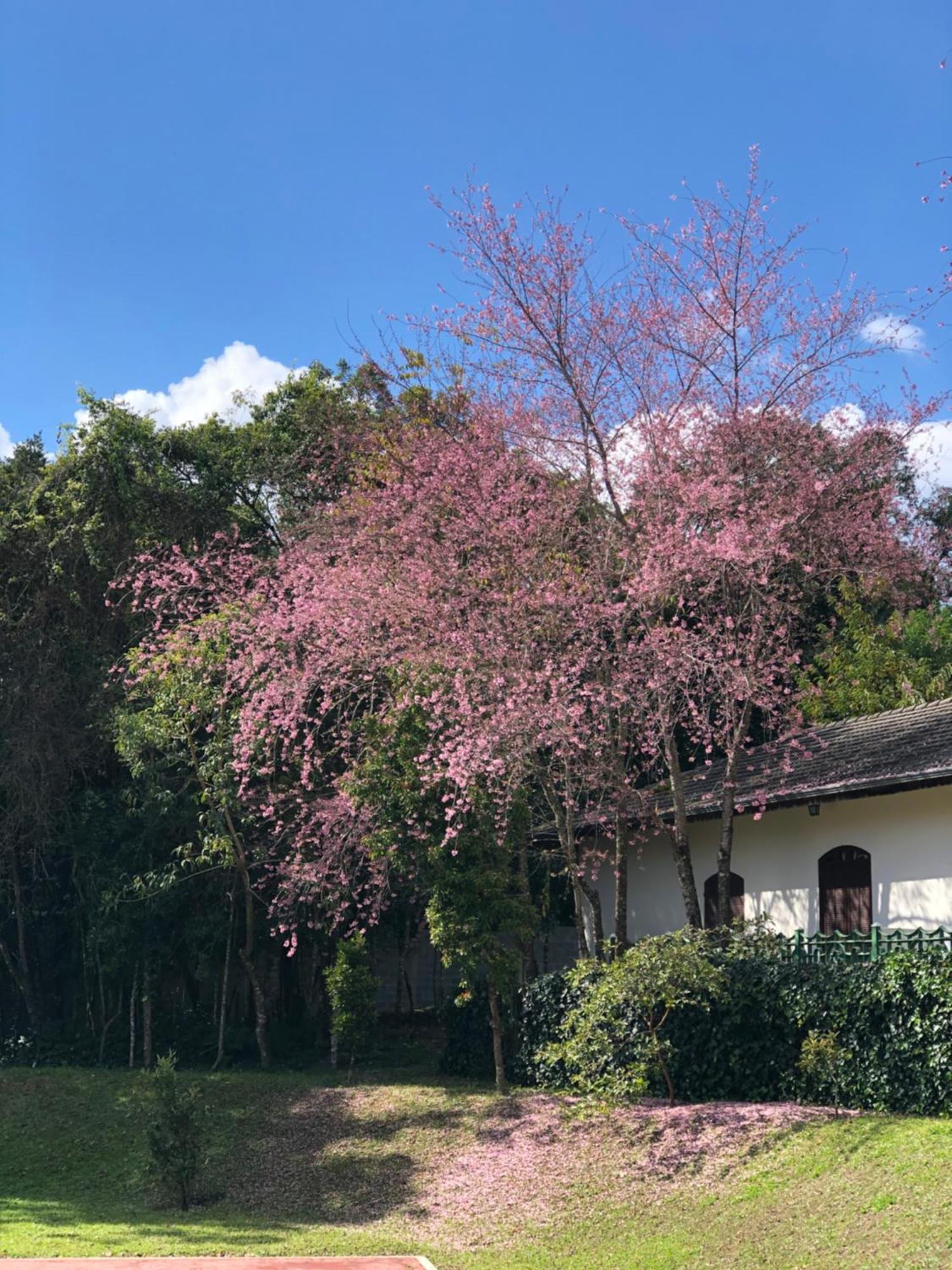Ninho dos Pássaros Chalés Monte Verde (Minas Gerais) Exterior foto